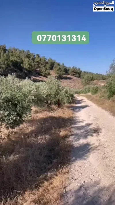 لقطة 9 دونم ونصف بقوشان مستقل فيها بيت ريفي غابة زيتون مع بئر ماء مجاورة للغابات 3