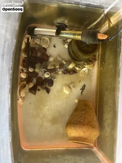 حوض سمك بالسمك متاعه 2