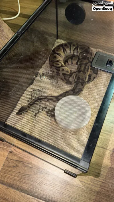 ثعبان Python 2