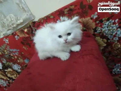 undefined 3