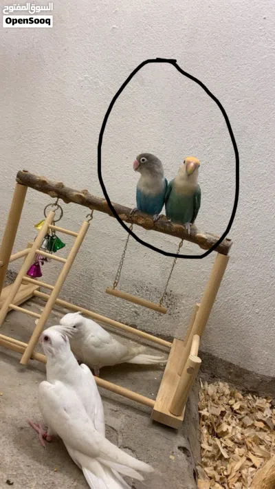 1lovebird rose 1 fisher beautiful colour and active 2