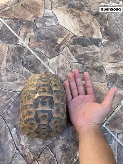 سلحفاة بريه بحجم متوسط وحاله ممتازه 4