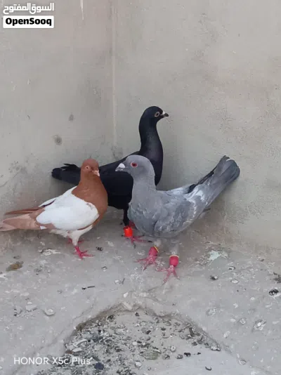 مزهور اصفر قد كفت الايد كلهم 25 دينار جلف قراقطه قلم اسود للبيع الموقع الزرقاء التواصل واتس اب 2