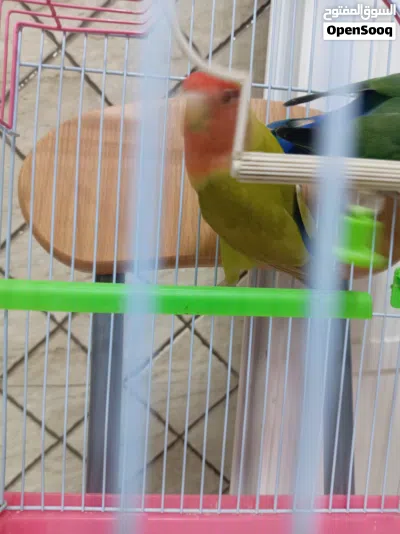 روز محلي للبيع 2