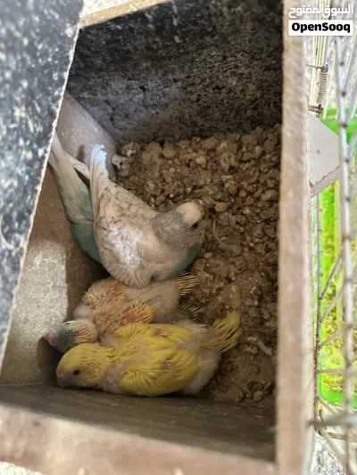 جوز حب صلى النبي عليهم معهم 3 فراخ 2
