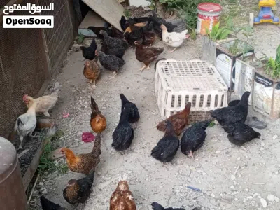 اقرأ المزيد 4
