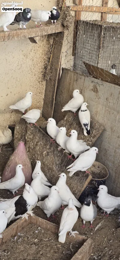 البيع حمام مدينة ولاحم 3