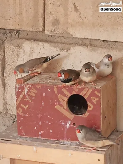 فنجس زبيرا سوبر جامبو 4