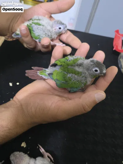 افراخ كنيور زق 4