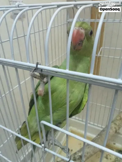 متوه دره اخضر 3