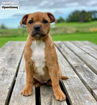 Staffordshire Bull Terrier Puppy for Sale Healthy & Playful. 3