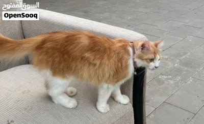 للبيع قطه شيرازيه مع أبنائها 3