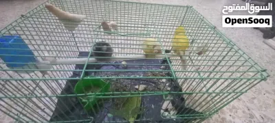 بلبل ذكر و زوج طيور. كناري 4