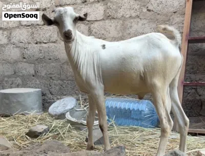 5 جدايا صوماليات جاهزات للذبح أو للتربية 2