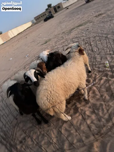 خرفان اضاحي للبيع 4