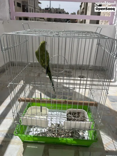 ببغاء درة اليف 3
