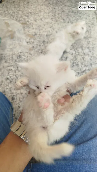 قطط شيرازي مصري 3