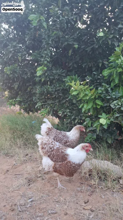 دجاج وندوت بركاني 2