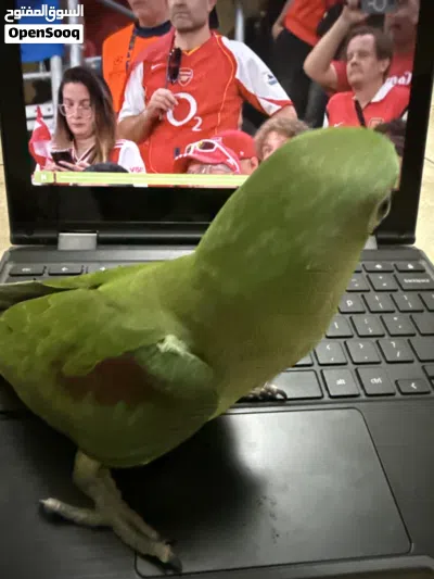ببغاء نيبالي أليف جدا يحب اللعب ومرح جدا Nepalese parrot for sale excellent health and playful 4