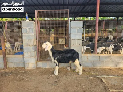 كبش نجدي اصلي بدون تهجين العمر 4 شهور لحد 5 شهور 3