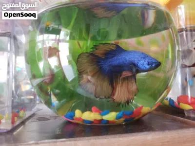 FISH for sale 4