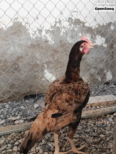 للبيع دجاج باكستاني 3