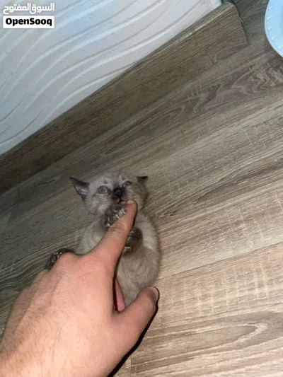 قط همالايا 4
