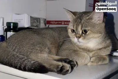 قطه سكوتش ستريت للبيع 2