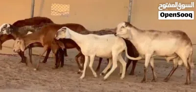جعد سودانيات تبارك الرحمن احجام ضخمه وفي مهجنات تهجين قوي وأحجام بدون الفحل 2