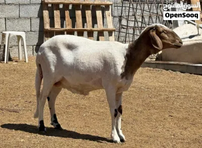 نعجه هجين صوف 2