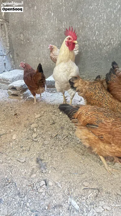 دجاج تركي وقنافذ 2
