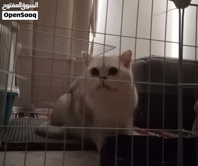 ذكر سكوتش ستريت للبيع /male scottish straight for sale 2