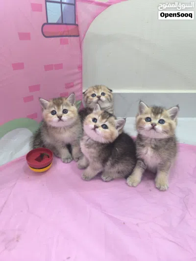 scottish fold and straight females ny22/ny25 3
