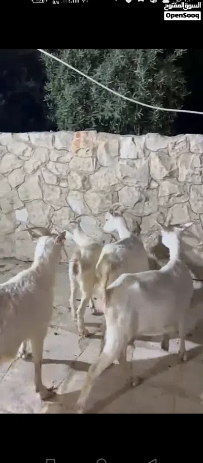 سانين سويسري والبينو 3