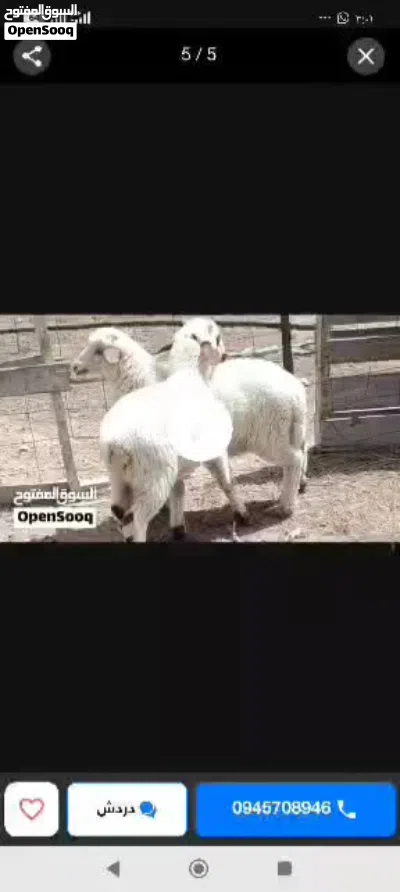 زوز خرفان الله يبارك ماشاء الله ناشطات 4