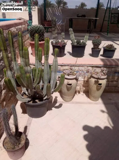 مجموعه من الصبارات النادره للبيع 2