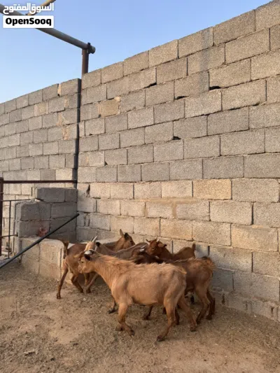 معيز كردية درجه اولى 3
