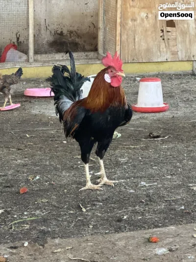 دجاج عرب كويتي 3