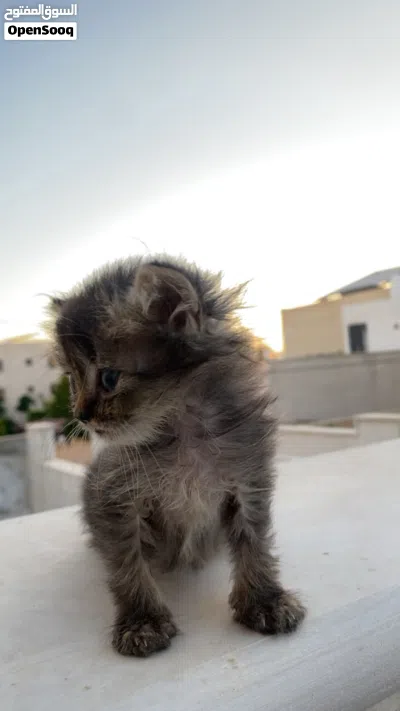 سكوتش مكس هملايا 2