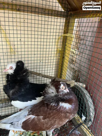 حمام زينه للبيع 2