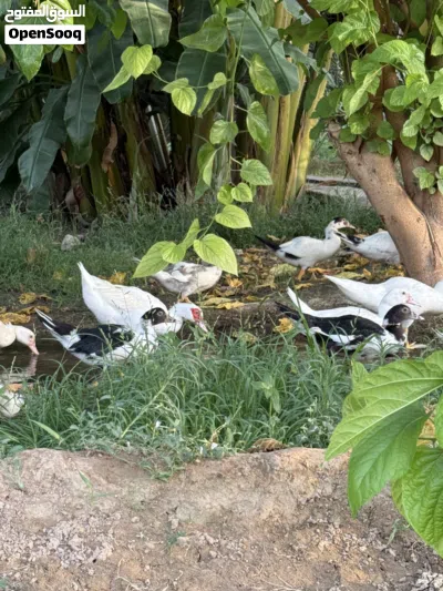 بط مصري للبيع 2