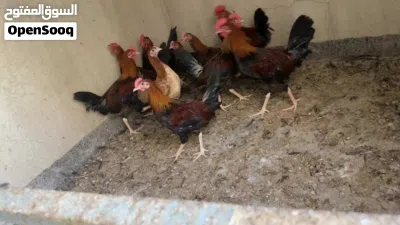 ديج ودجاجة كويتيات 2
