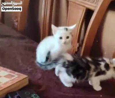 سكوتش فولد مكس اي قطه ب15 3