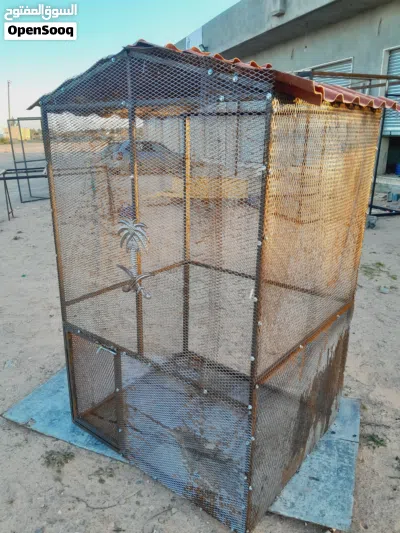 سزنة طيور حاجة منظمة 3
