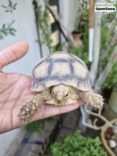 سلحفاه سولكاتا Sulcata Turtle 3