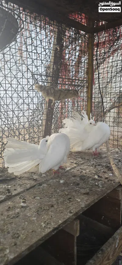 حمام شمسي للبيع 2
