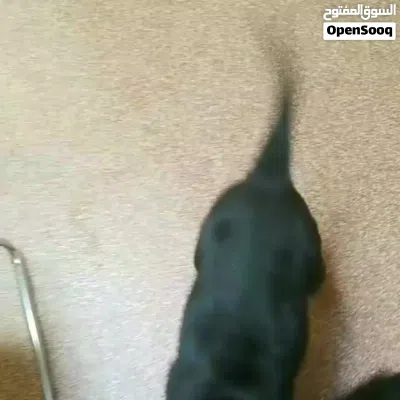 Labrador Retriever puppies 4