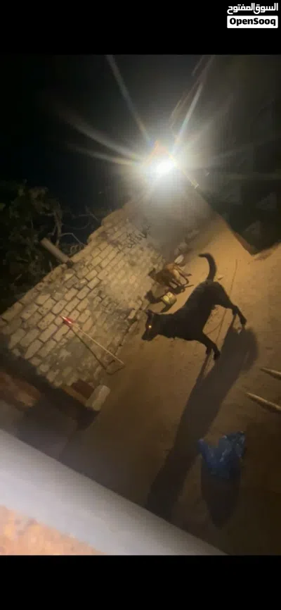 اقرأ الوصف 3