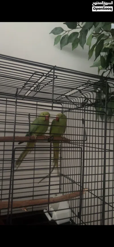 2 indian green ringneck parrots with cage 2