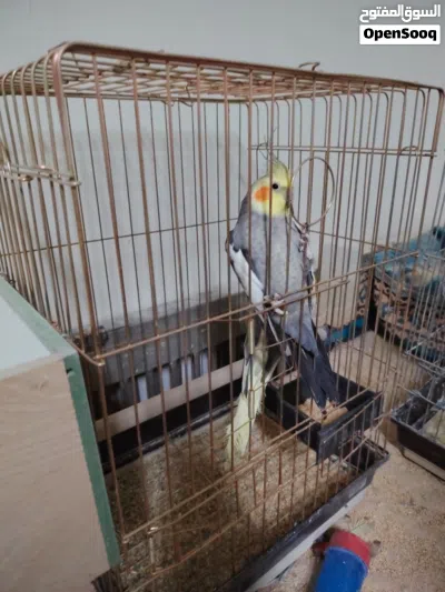 جوز كوكتيل صحه ونظافه بسبحو للي خلقهم 3